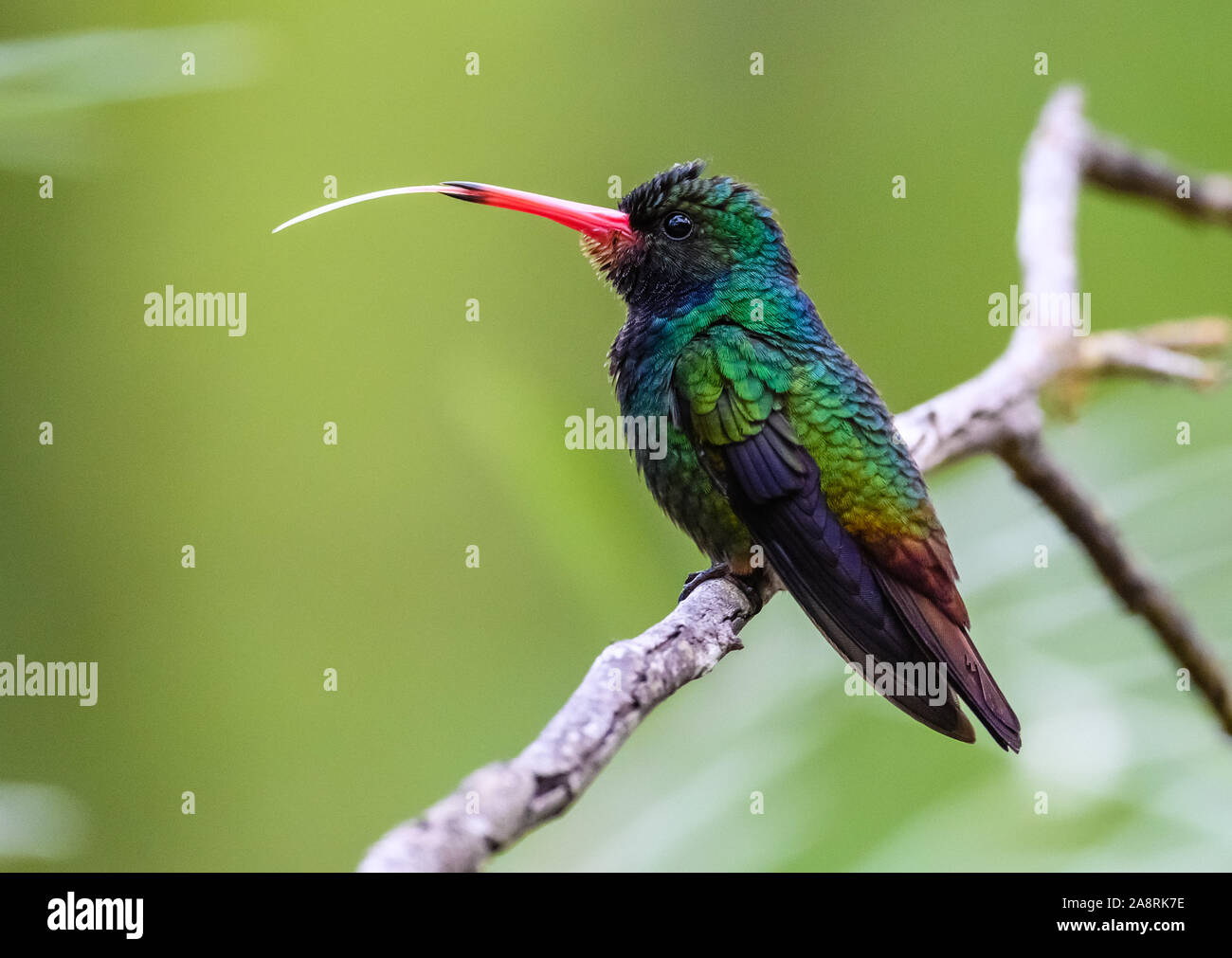 Un maschio Rufous-throated zaffiro (Hylocharis sapphirina) appollaiato su un ramo. Bahia, Brasile, Sud America. Foto Stock