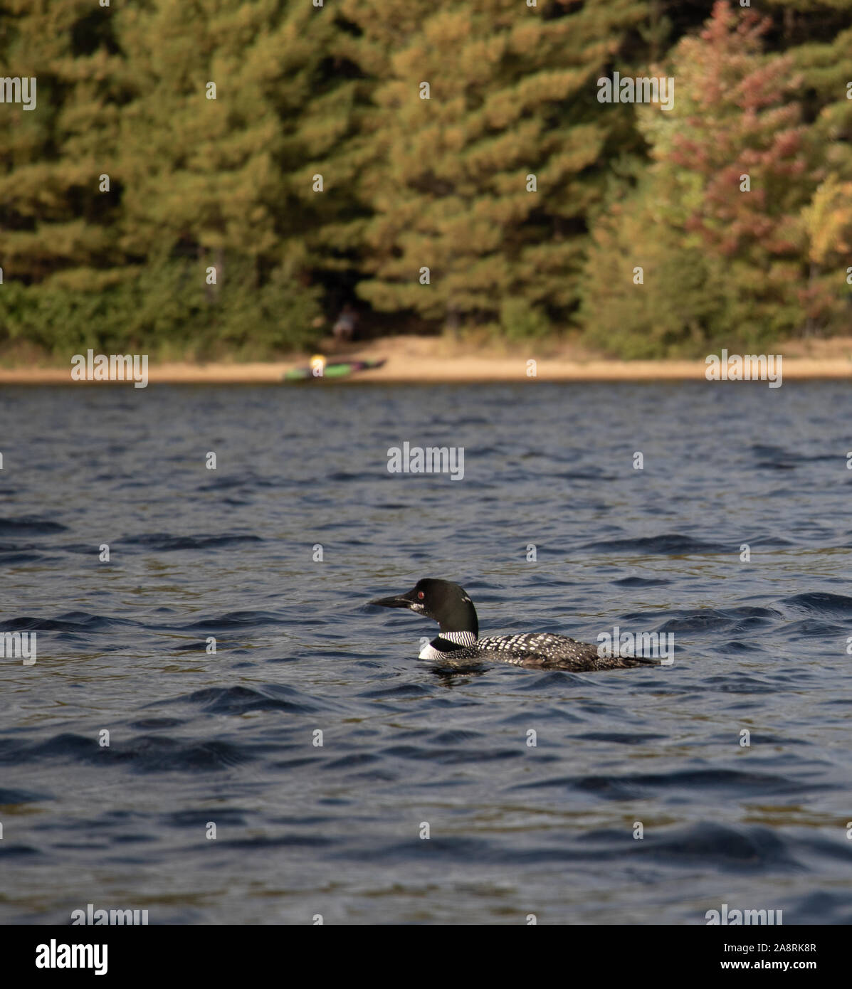 Loon comune sulle sponde di un lago in autunno nel nord Ontario Canada Foto Stock