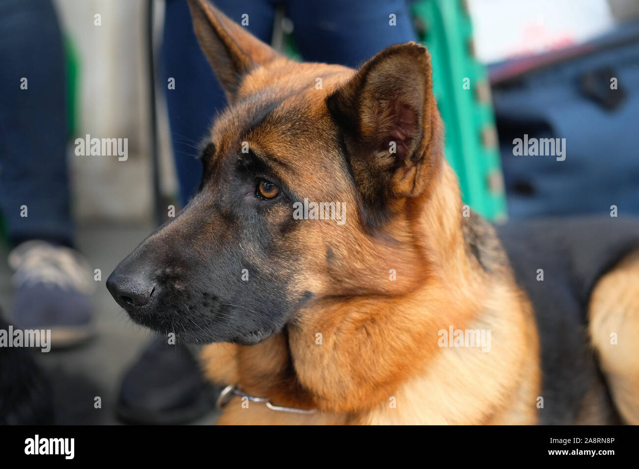 La testa di un grande pastore tedesco di close-up. Cane di razza per la protezione. Pastore Tedesco guarda lontano a sorpresa Foto Stock