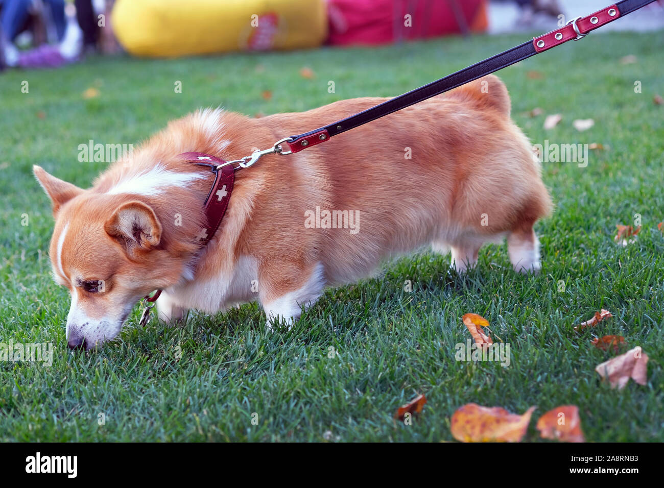 Cane di razza, Welsh Corgi Pembroke close-up. I capelli rossi cane con gambe corte al guinzaglio sull'erba verde. Welsh Corgi Cardigan tira il guinzaglio e sn Foto Stock