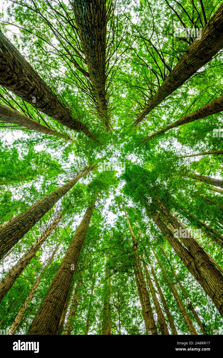 Californian redwood forest nel grande Otway National Park in Victoria, Australia Foto Stock