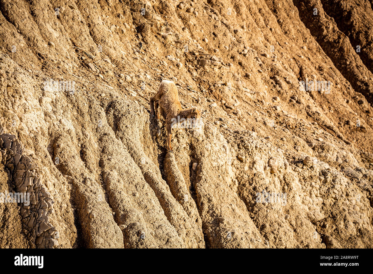 Un Bighorn agnello mostra la sua agilità a Parco nazionale Badlands in Sud Dakota. Foto Stock