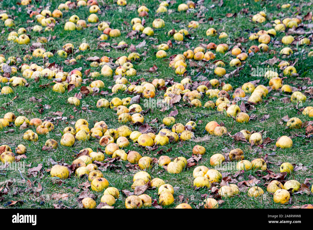 Giallo mele giacenti su erba verde a seguito di un forte vento di tempesta speculatore, NY USA Foto Stock