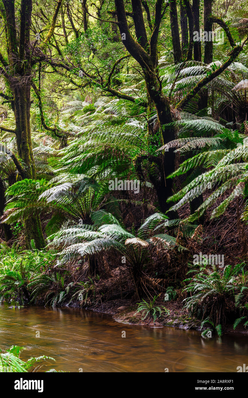 Grandi felci nella foresta di sequoie californiane nel Great Otway National Park a Victoria, Australia Foto Stock