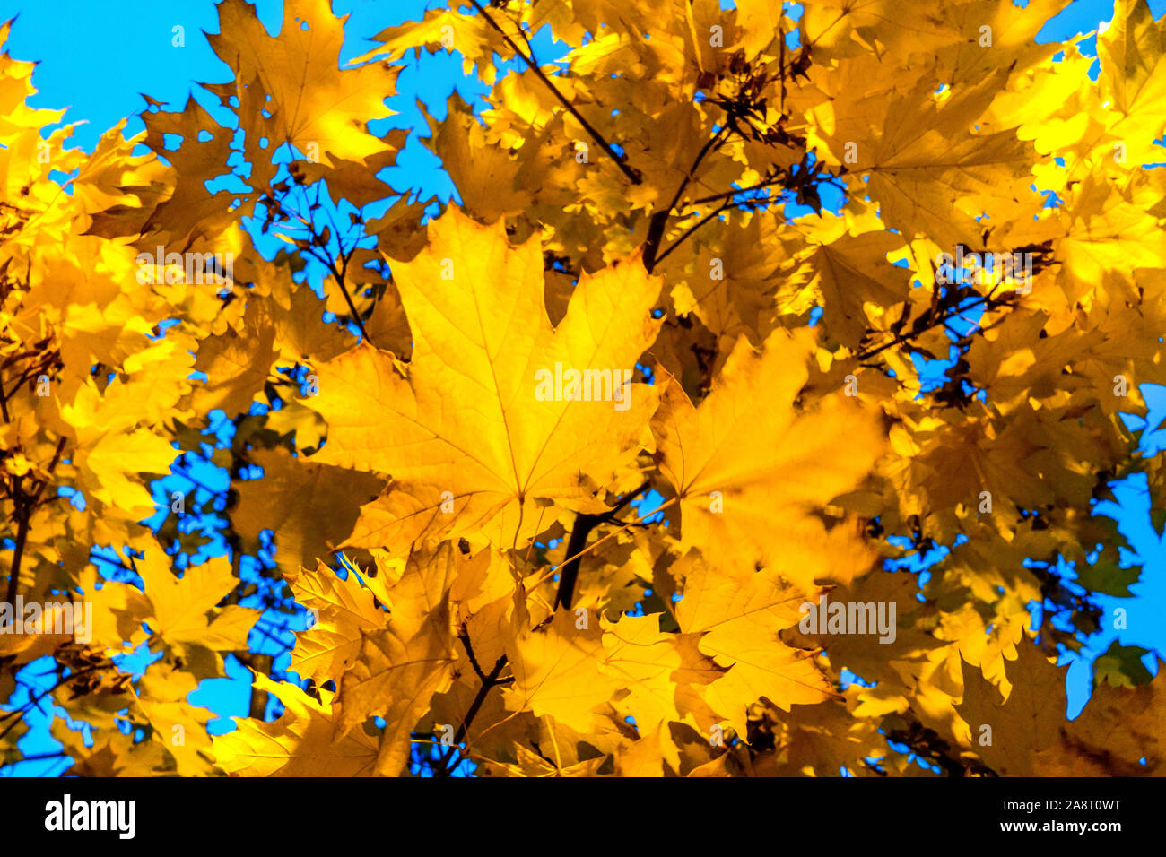 Acero foglie autunno giallo foglie fogliame luce del sole Foto Stock