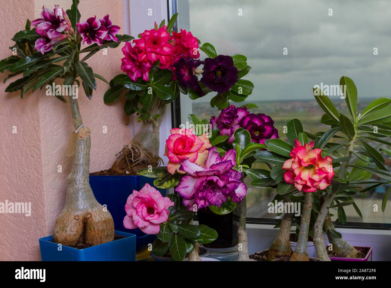 Un sacco di colore blooming houseplant in vasi sul davanzale. Bellissimi fiori rose o adeniums. Foto Stock