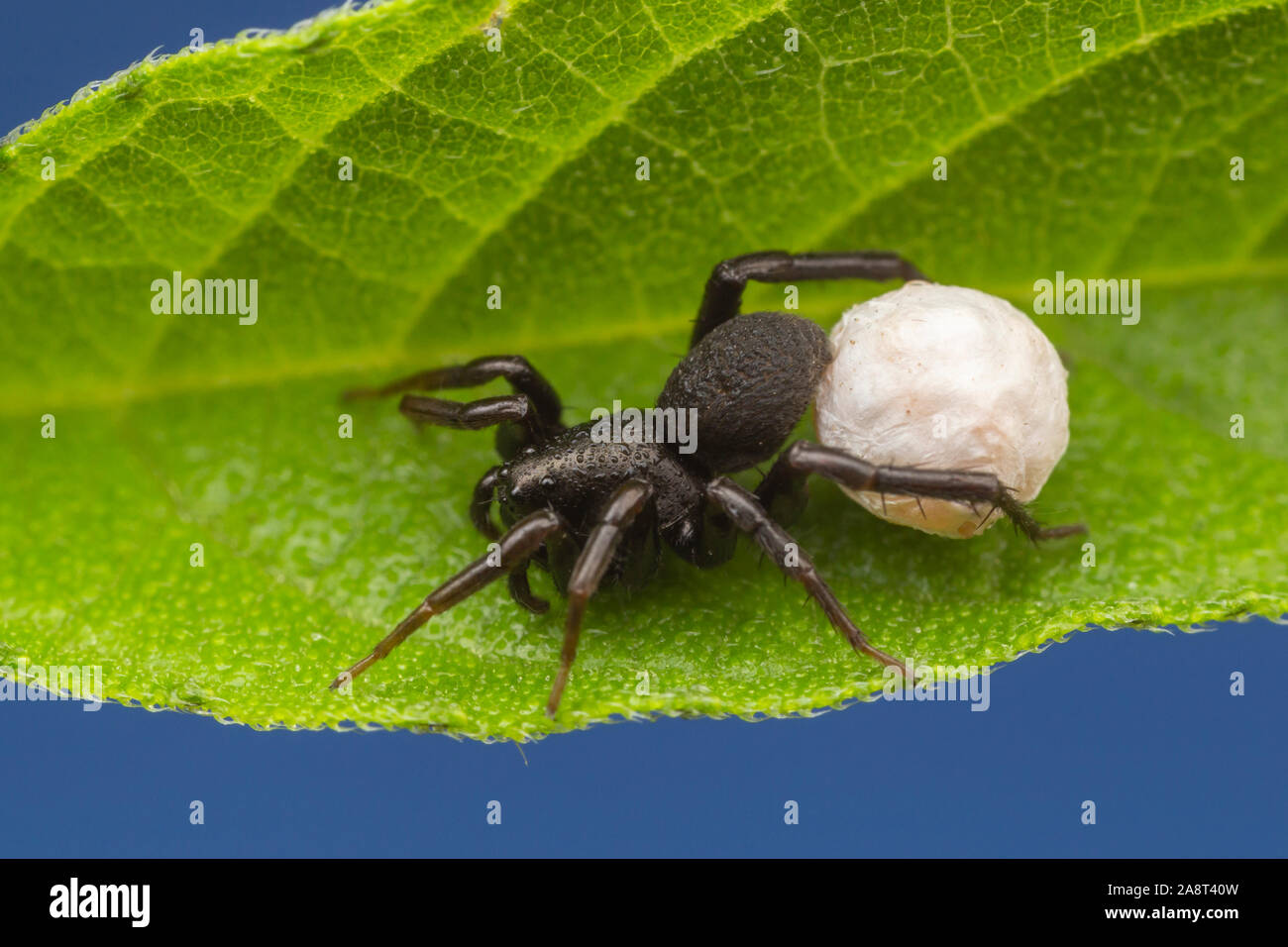 Un lupo Spider (Allocosa sp.) custodisce il suo uovo sac. Foto Stock