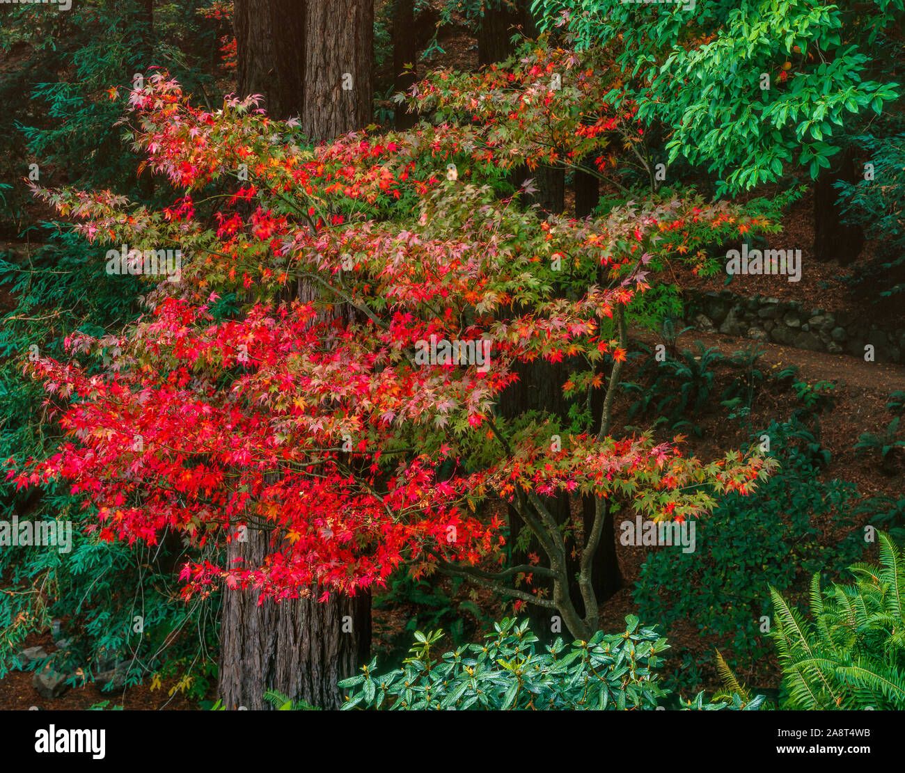 Acero giapponese, Fern Canyon giardino, Mill Valley California Foto Stock