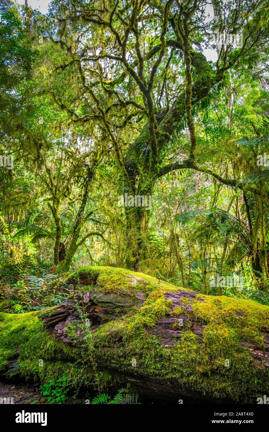 La densa foresta pluviale lungo Turtons via, Otway National Park, Victoria, Australia Foto Stock