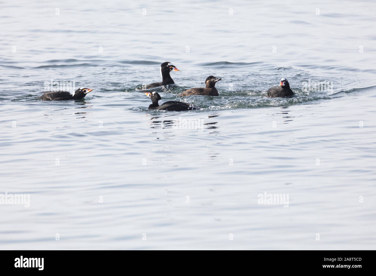 La danza di corteggiamento di Orchetto Surf a white rock BC Canada Foto Stock