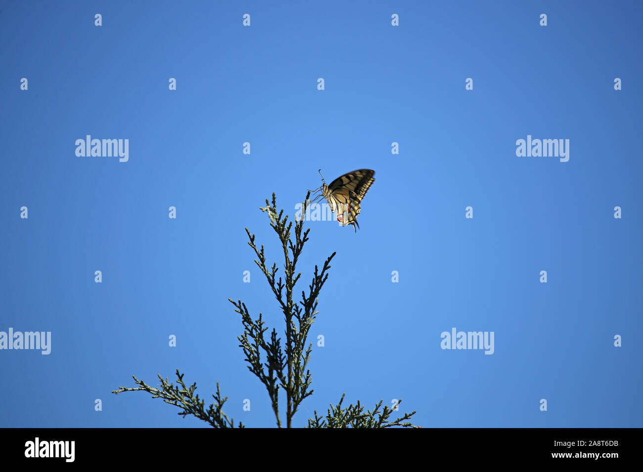 A coda di rondine comune butterfly latino papilio machaon su una boccola di ginepro latino juniperus famiglia cupressasceae o cypress in estate in Italia Foto Stock