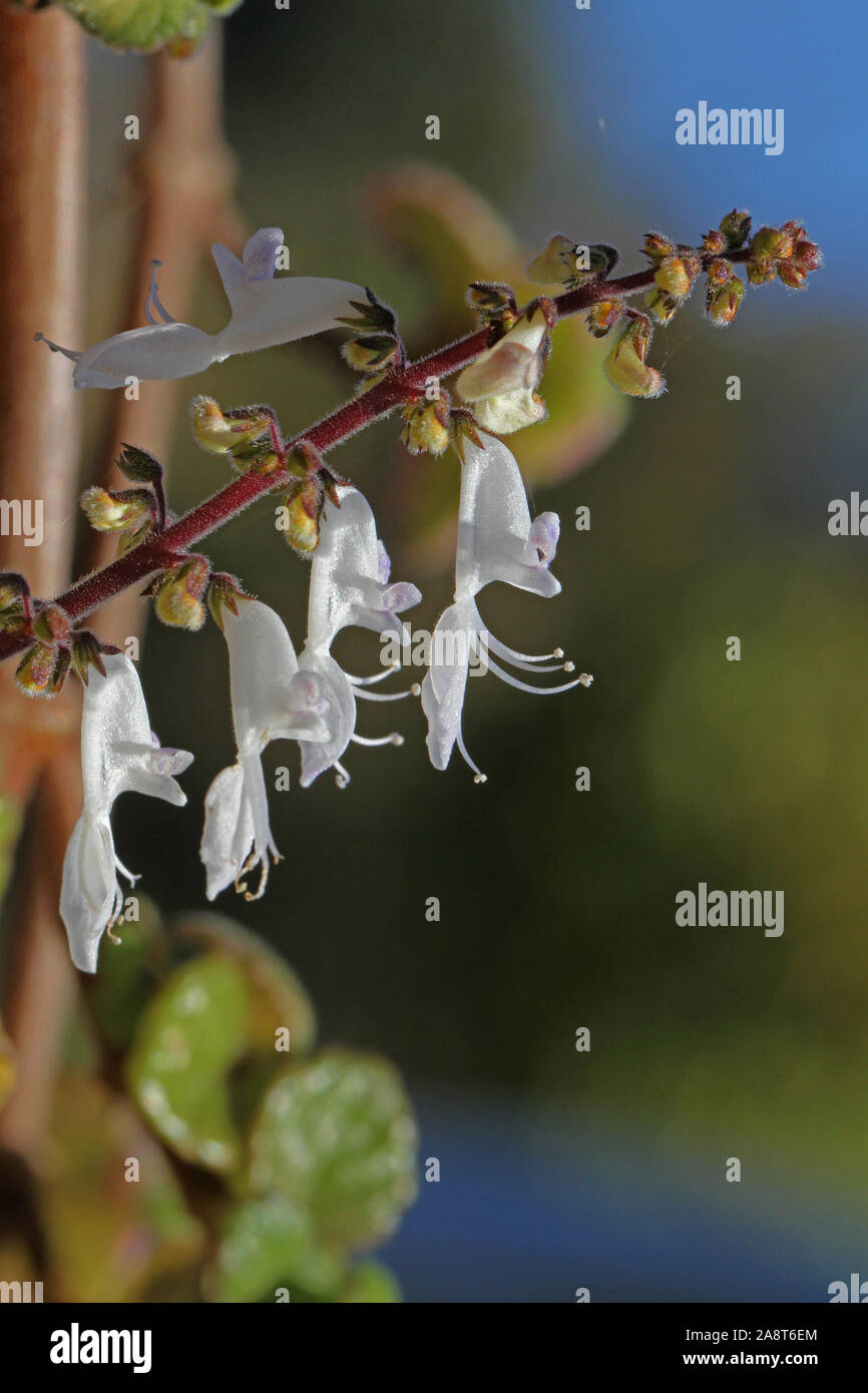Piccolo impianto di incenso fiori latino plectranthus coleoides noto anche  come pianta d'incenso molto fragrante trailing pianta un potente repellente  per zanzare Foto stock - Alamy