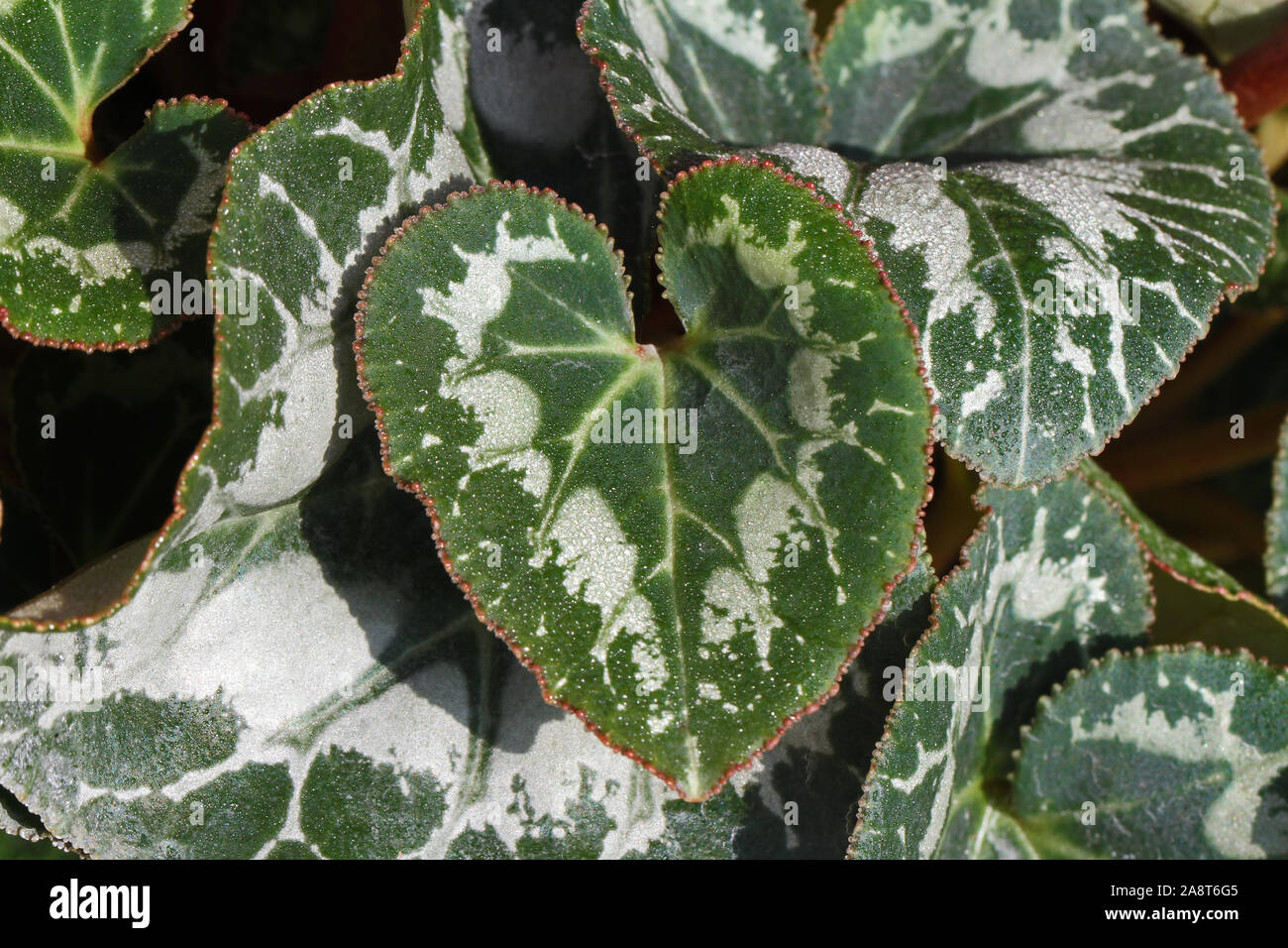 Verde e bianco venato ciclamino foglie con gocce di pioggia o goccioline di acqua vicino fino al sole nel primulaceae o famiglia myrsinaceae Foto Stock