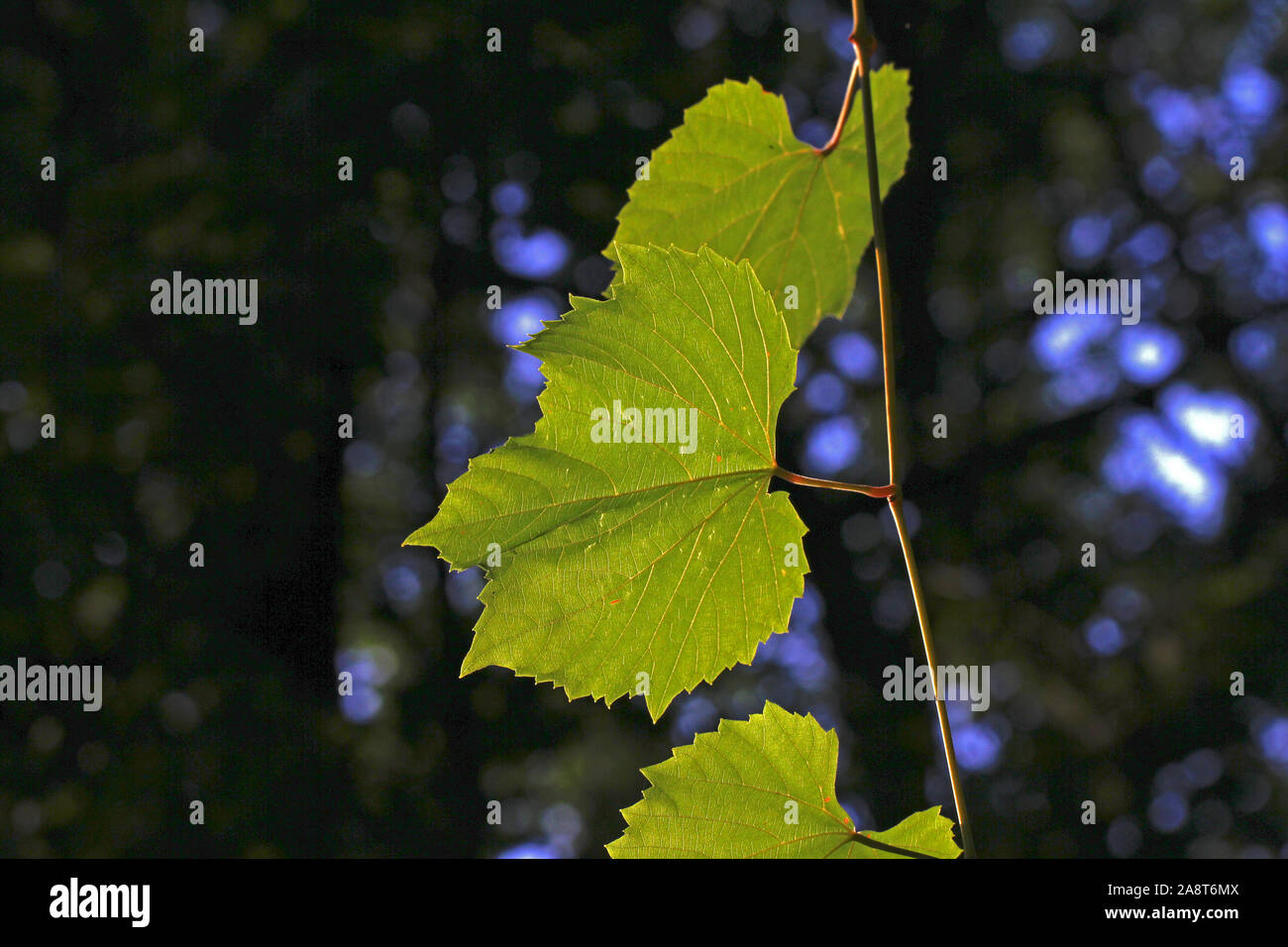 Wild o comuni o di foglie di vite latino vitis vinifera sottospecie sylvestris che è molto più piccolo di tallonamento di frutta con il sole alle spalle in autunno o cadere in I Foto Stock
