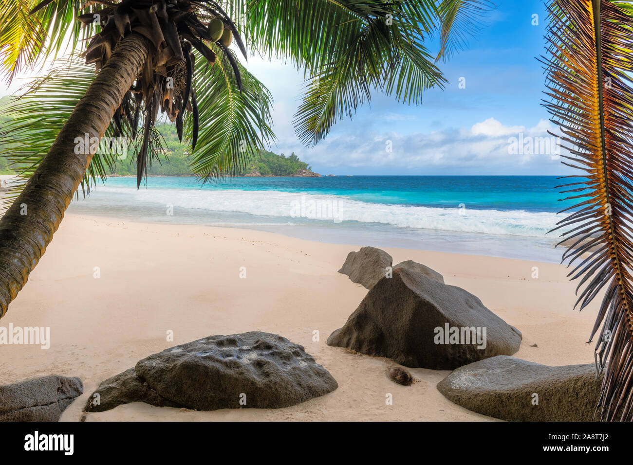 Palme sulla spiaggia esotica e mare tropicale Foto Stock
