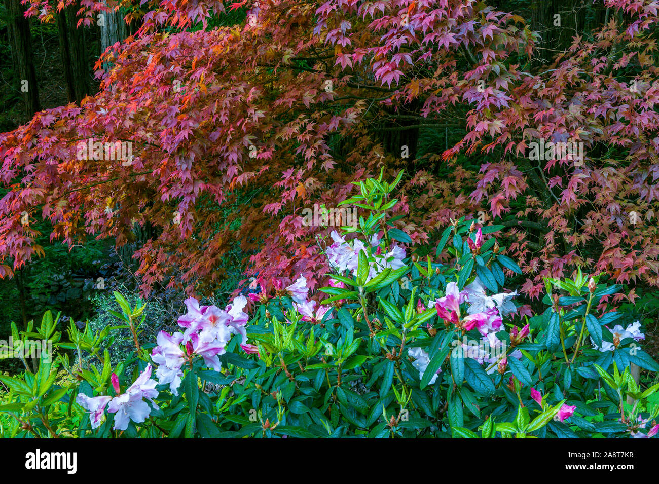 Azalea, acero giapponese, Redwoods, Fern Canyon giardino, Mill Valley, California Foto Stock