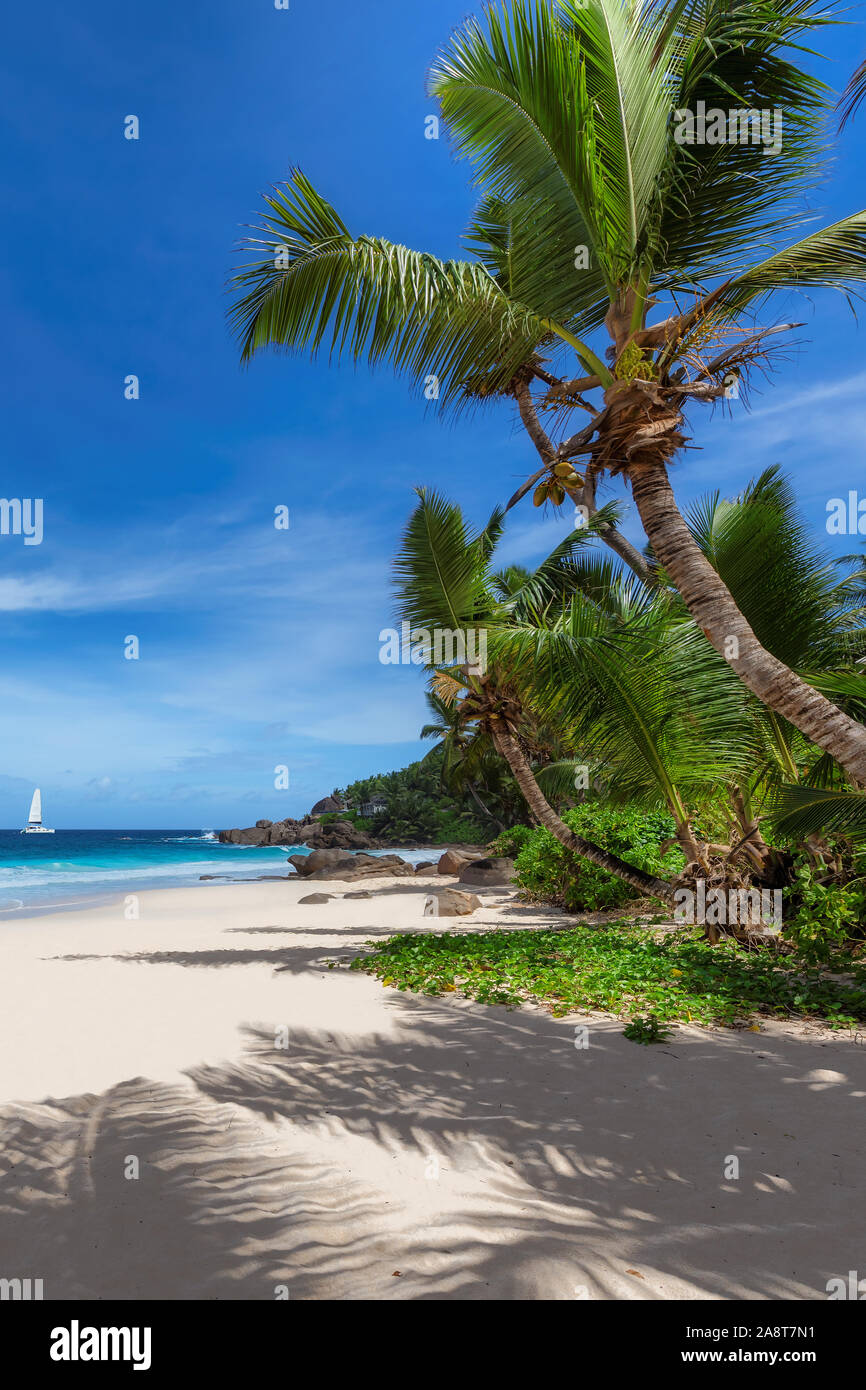 Palme sulla spiaggia di sole e mare turchese Foto Stock