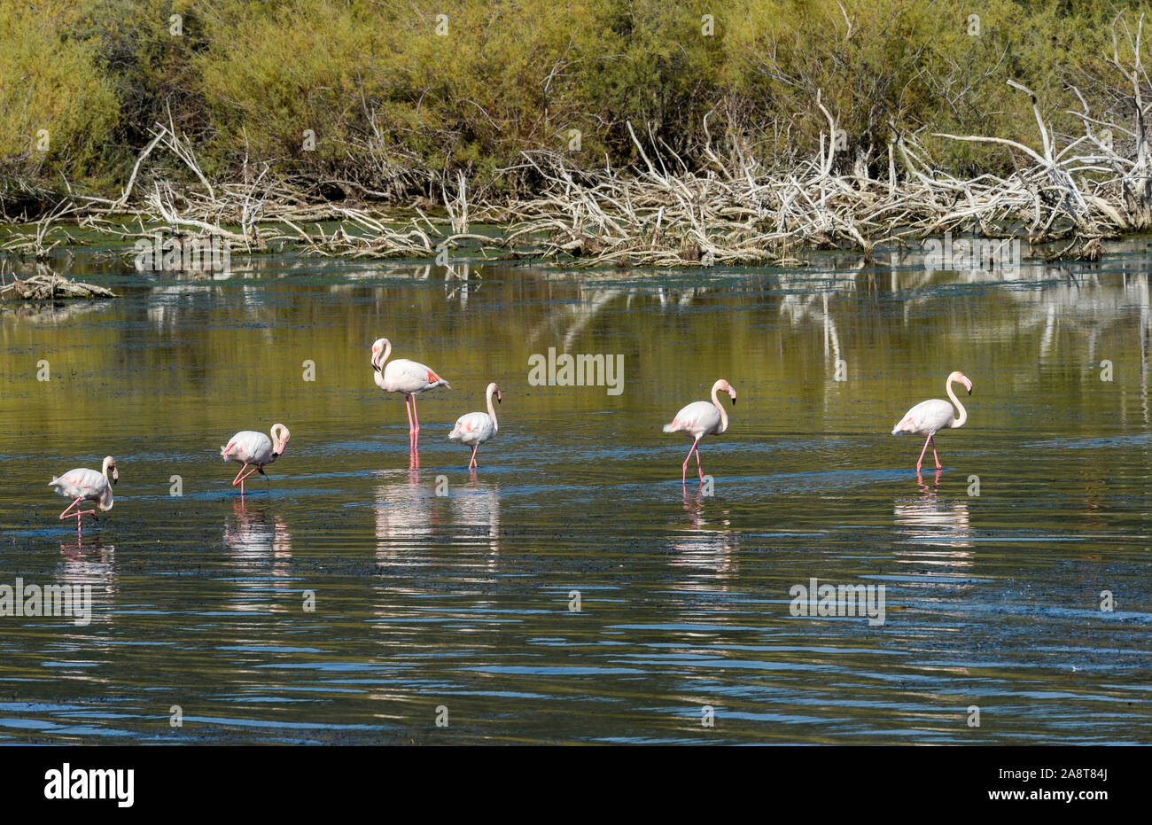 Didim, Turchia. 6 Nov, 2019. Il fenicottero rosa sono in Lago Bafa. L'acqua è un entroterra del lago sulla costa occidentale della Turchia, formata da un ex estuario. Ci sono più di 250 diverse specie di uccelli e oltre 120 varietà di orchidee. Credito: Jens Kalaene/dpa-Zentralbild/ZB/dpa/Alamy Live News Foto Stock