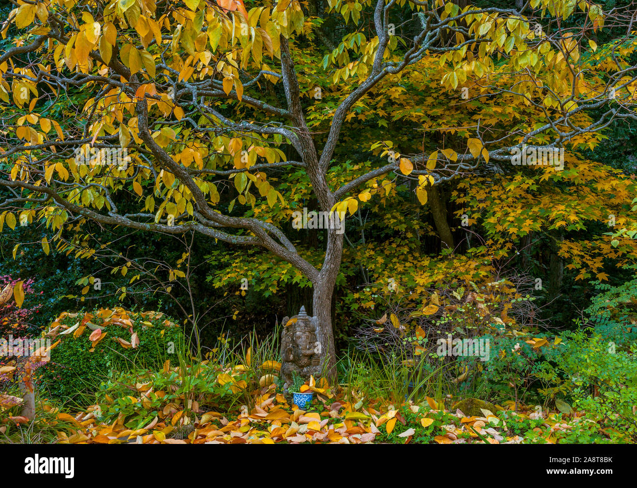 Ganesh, Kaki giapponese Persimmon, Diospyros kaki, Fern Canyon, Mill Valley, California Foto Stock