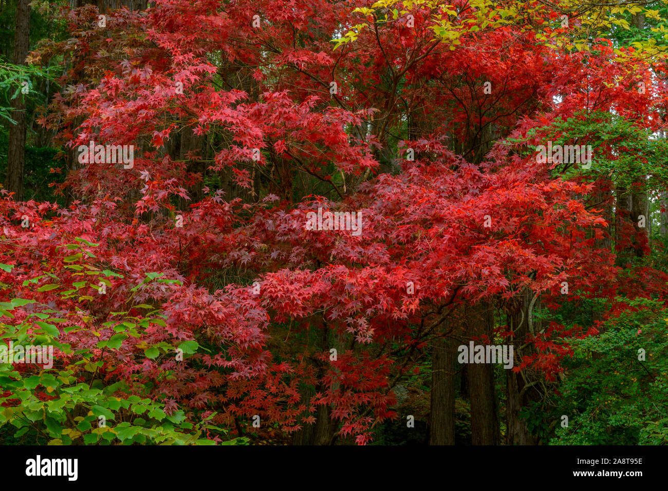 Acero giapponese, Redwoods, Fern Canyon giardino, Mill Valley, California Foto Stock