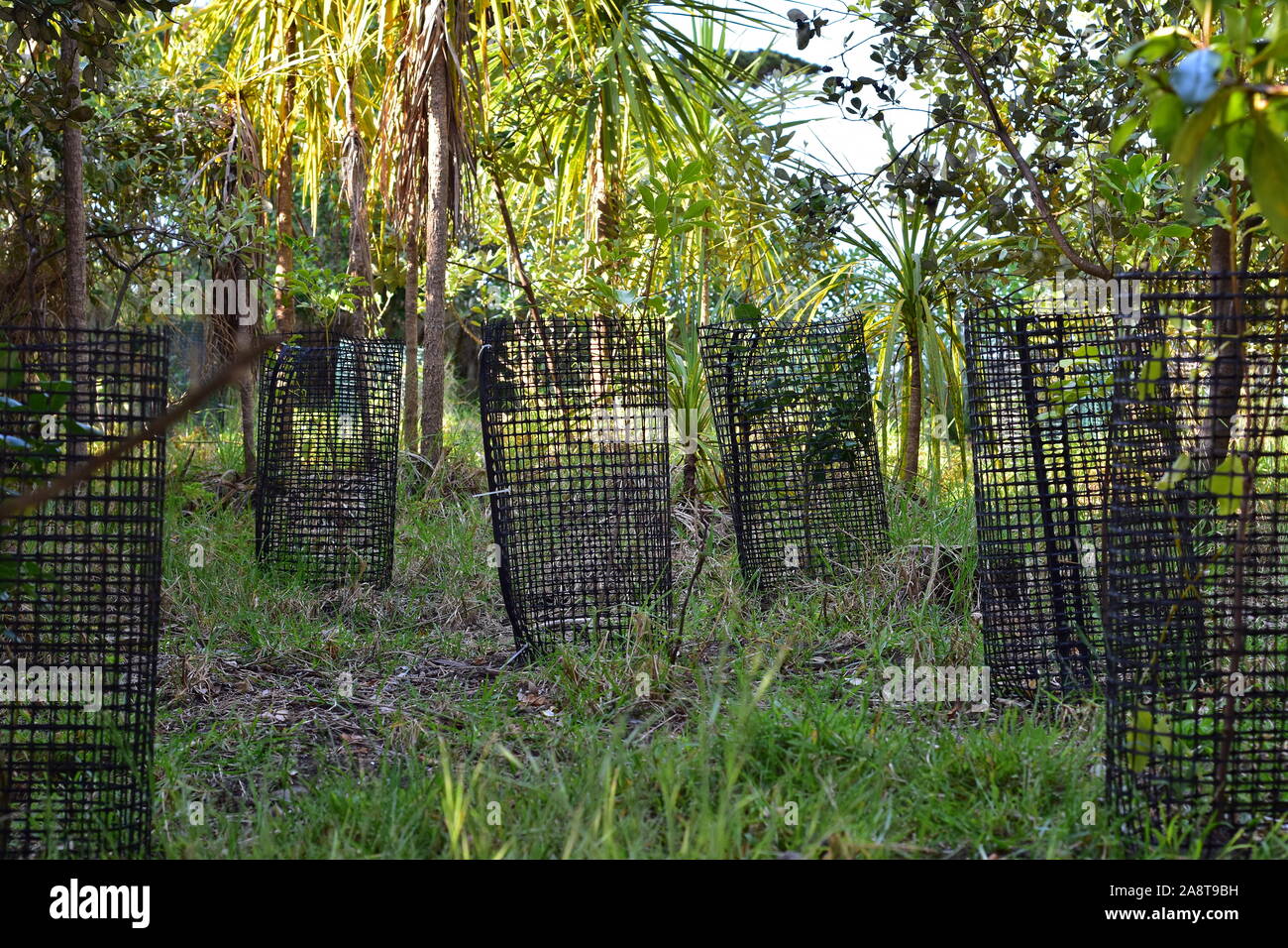 Piantine di alberi protetti da plastica nera maglia sotto gli alberi di cavolo. Foto Stock