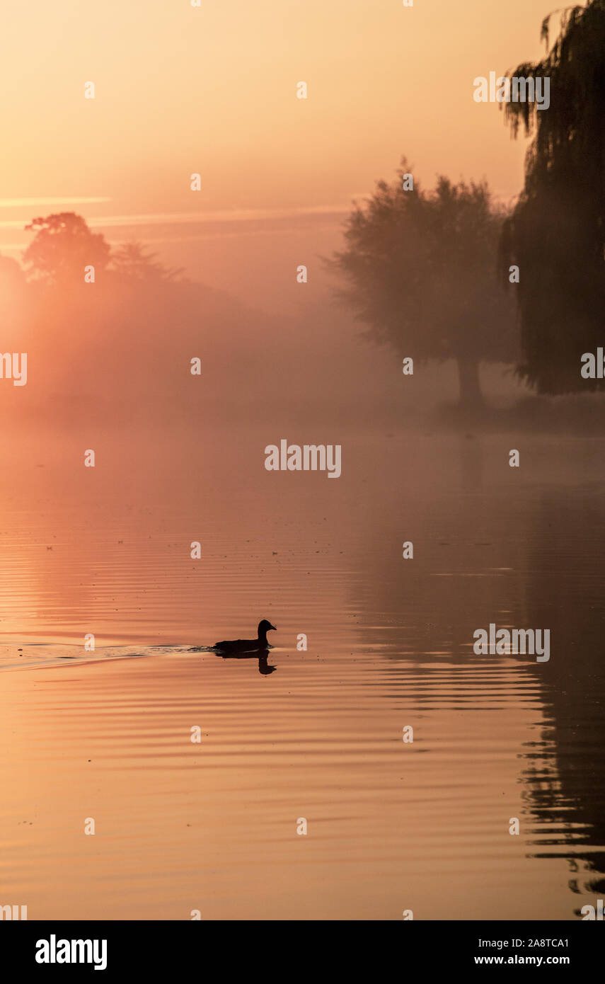 Un uccello sull'acqua a Bushy Park, Londra Inghilterra al sorgere del sole in una fredda mattina nebbiosa Foto Stock