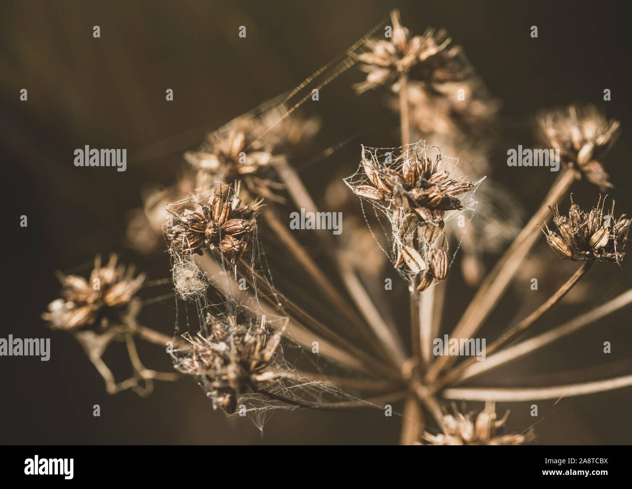 Un impianto coperto di ragnatele in una fredda mattina di inverno Foto Stock