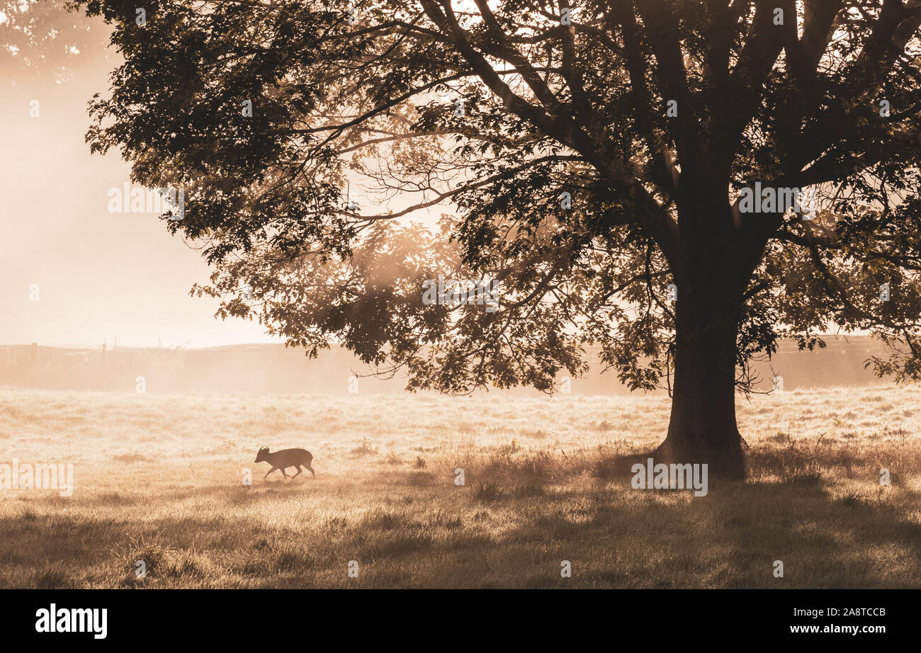 Un alba bosco di scena a Bushy Park, London Inghilterra England Foto Stock