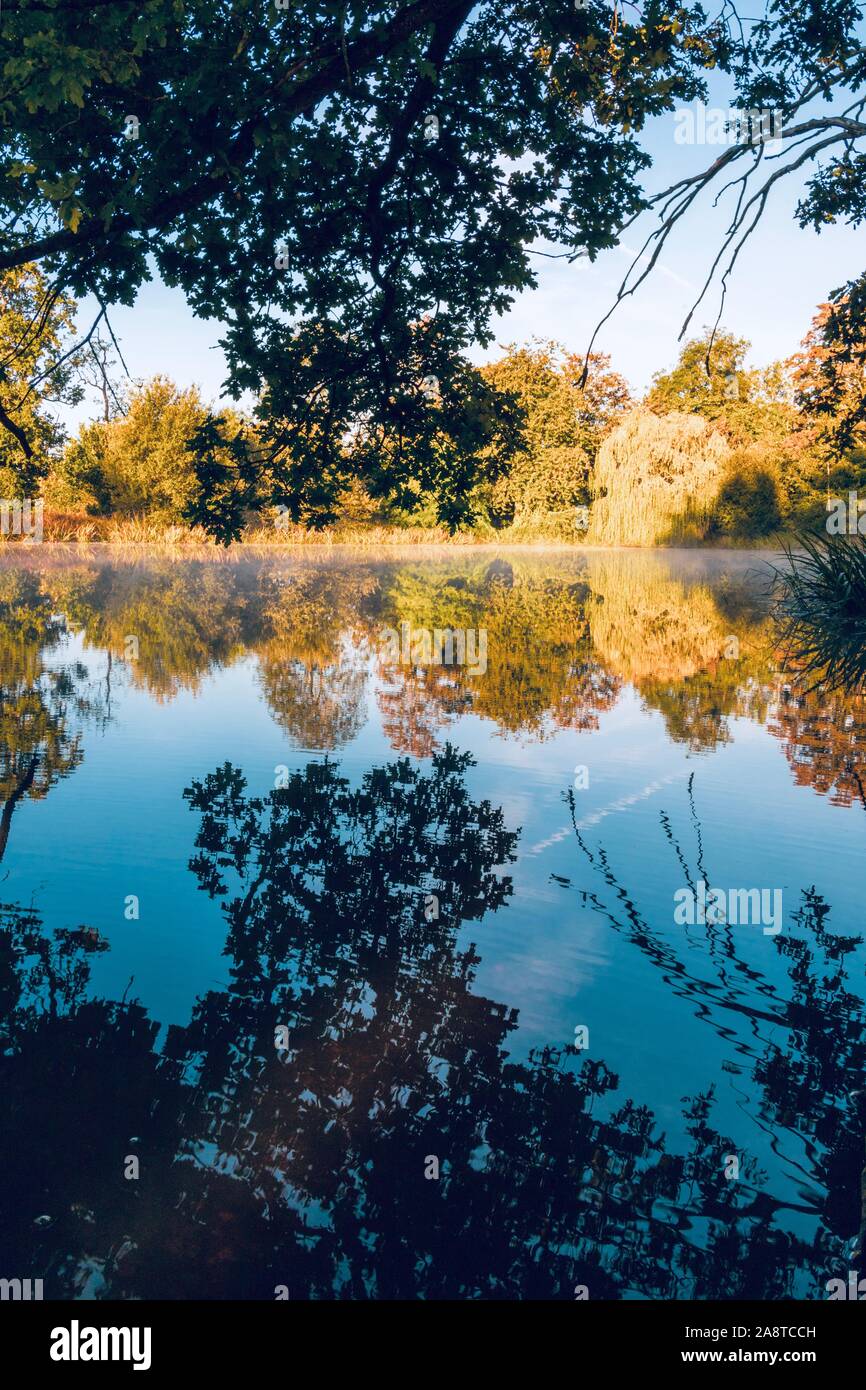 Un bosco e la sua riflessione in un lago, Bershire Inghilterra Foto Stock