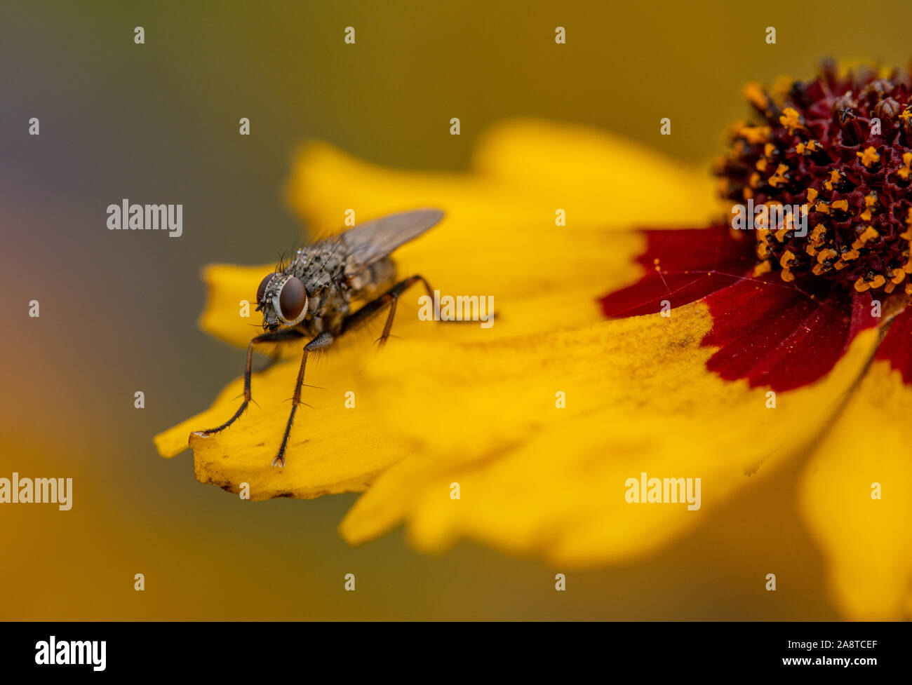 Un insetto sul petalo di un fiore giallo Foto Stock