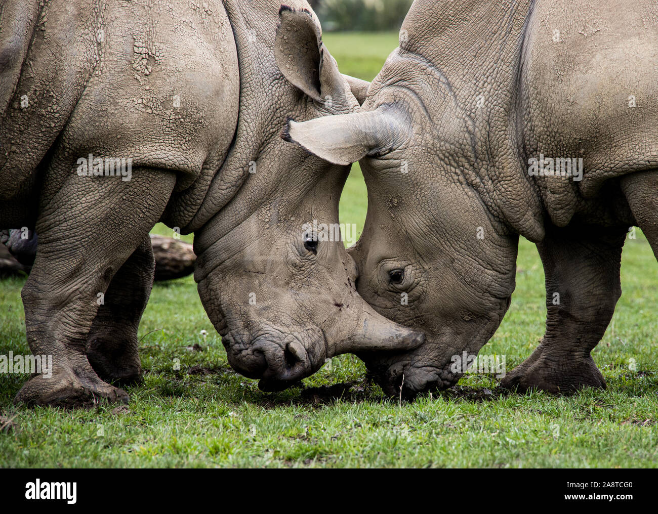 Due scontri di rinoceronte Foto Stock
