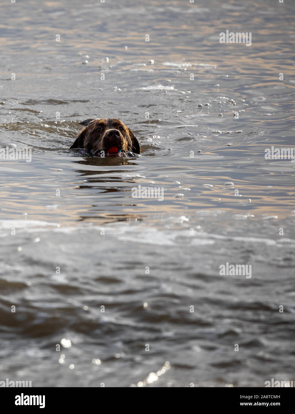 Cane nuotare nel mare Foto Stock