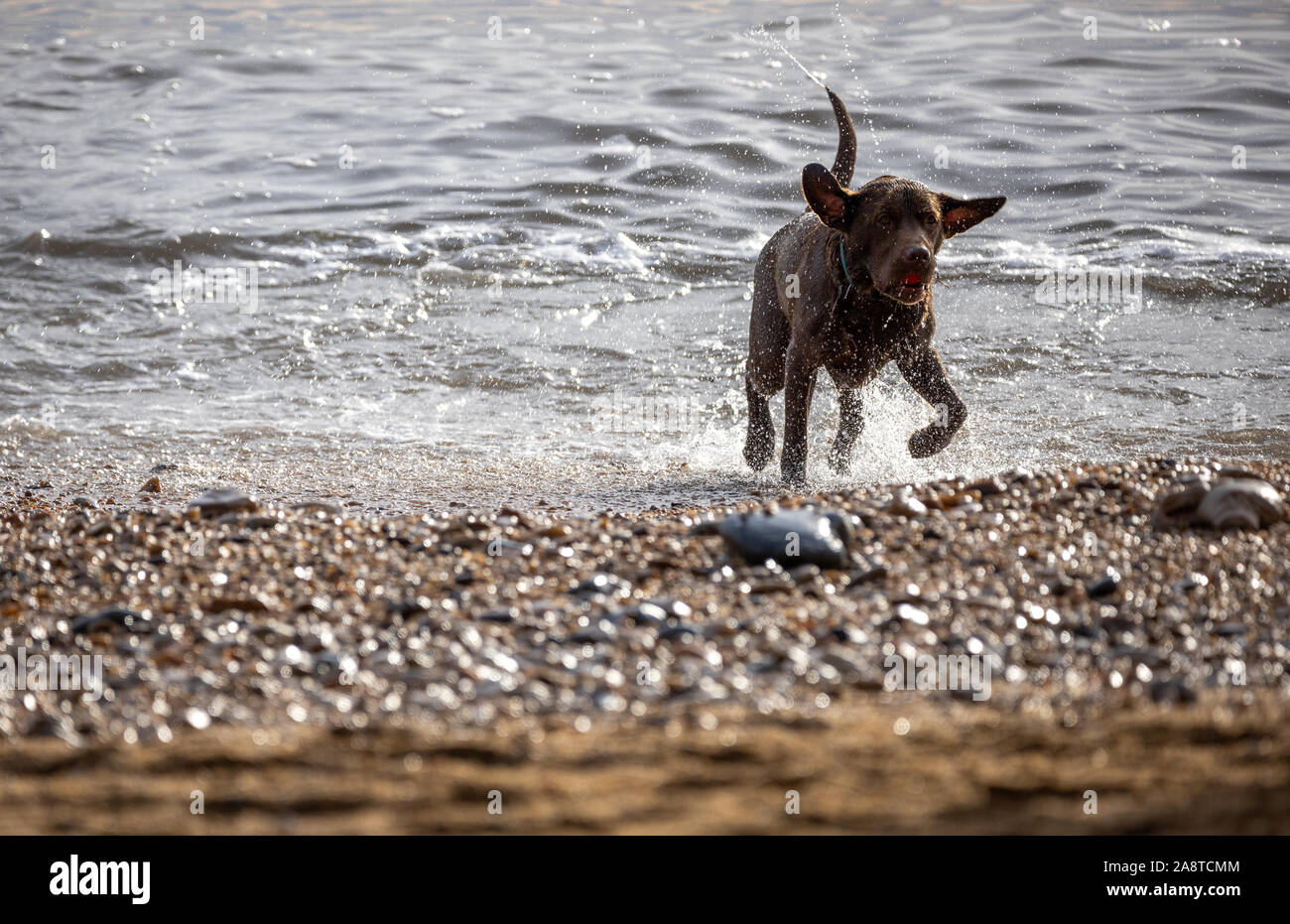 Un cane a giocare tra le onde in una spiaggia di ghiaia Foto Stock