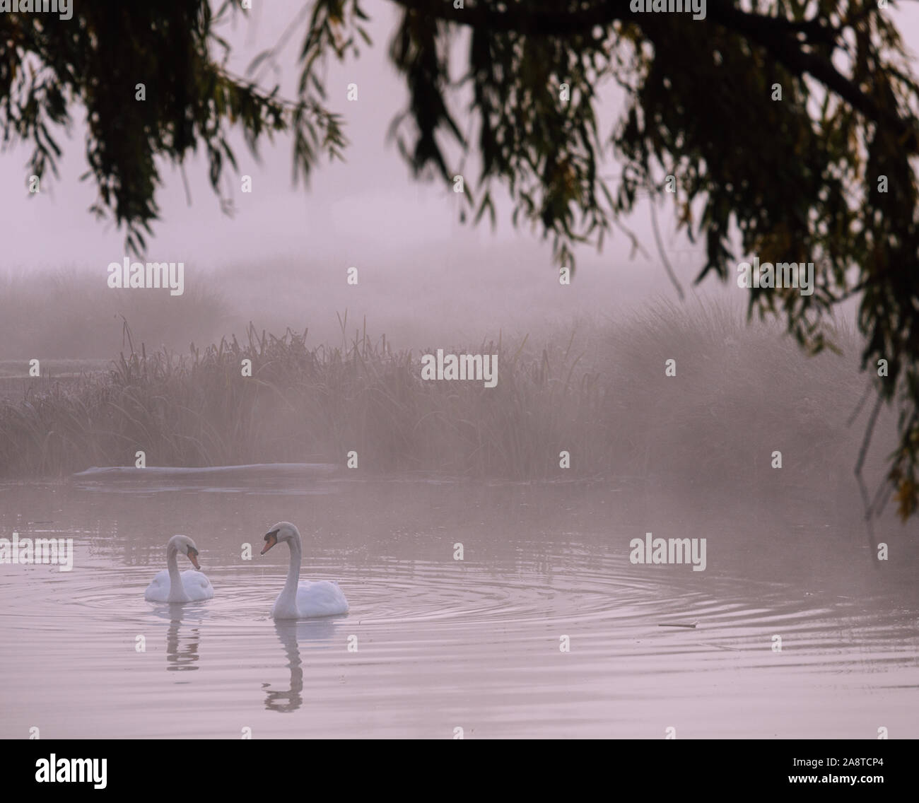 Due cigni su un lago in Bushy Park, Londra Inghilterra, con riflessi dell'acqua. Prese una fredda e nebbiosa mattina di autunno Foto Stock