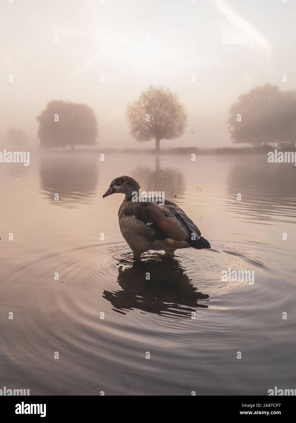 Un uccello su un lago nel bosco di Bushy Park, Londra Inghilterra, con riflessi dell'acqua. Prese una fredda e nebbiosa mattina di autunno Foto Stock