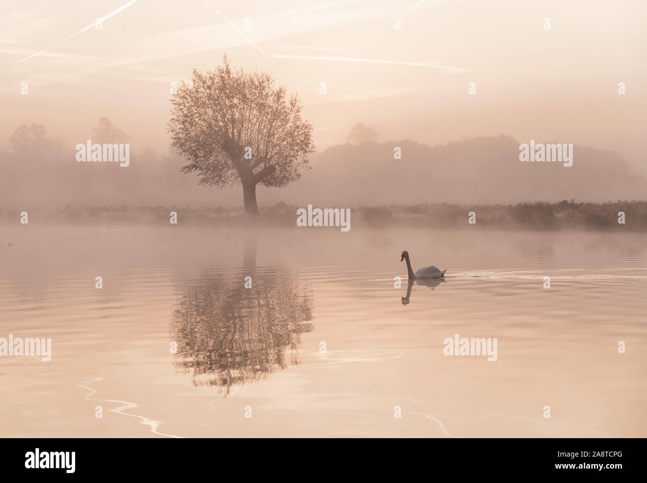 Un Cigno su un lago nel bosco di Bushy Park, Londra Inghilterra, con riflessi dell'acqua. Prese una fredda e nebbiosa mattina di autunno Foto Stock