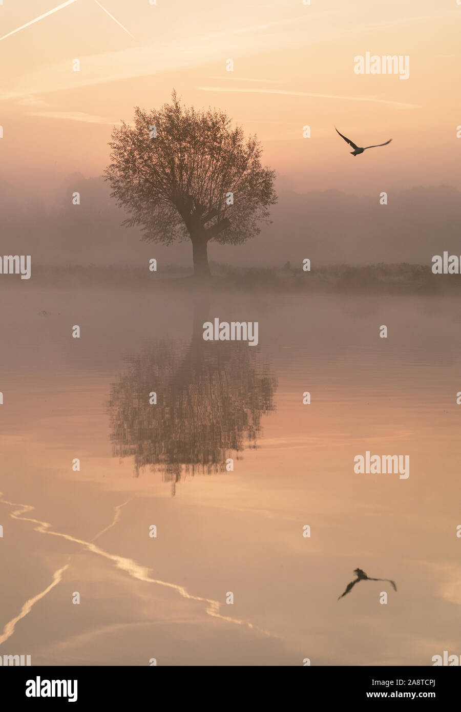 Un uccello che sta volando al di sopra di un lago nel bosco di Bushy Park, Londra Inghilterra, con riflessi dell'acqua. Prese una fredda e nebbiosa mattina di autunno Foto Stock