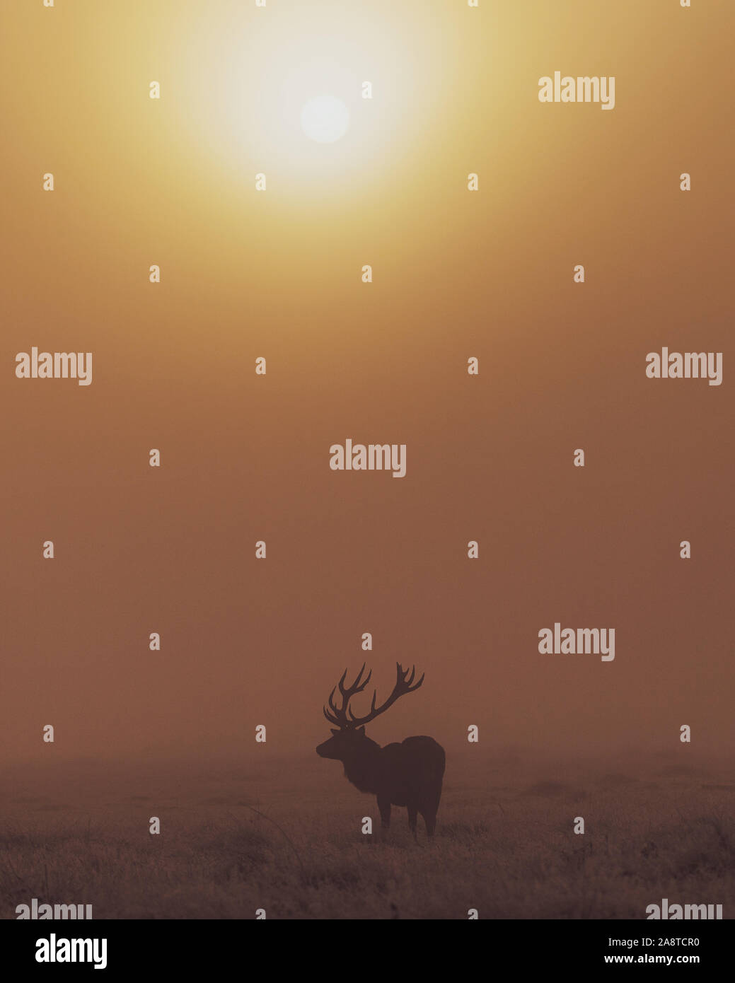 Silhouette di una solitaria cervi cervi nei boschi di Bushy Park, Londra Inghilterra c'è una bella glow in background da sunrise Foto Stock