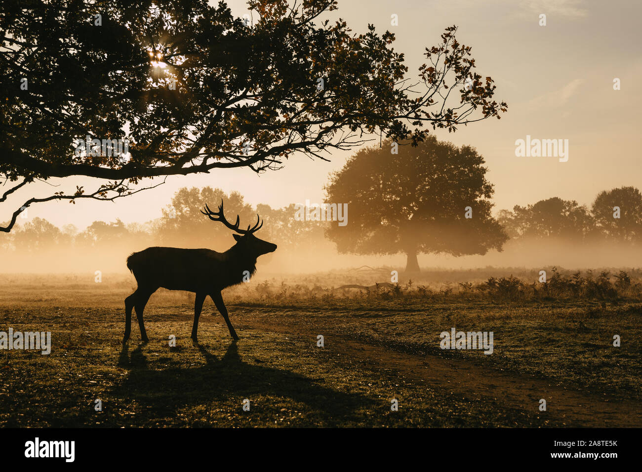Silhouette di una solitaria cervi cervi nei boschi di Bushy Park, Londra Inghilterra c'è una bella glow in background da sunrise. Prese su Foto Stock