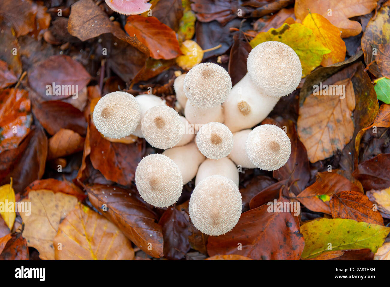 Un cluster di bianco di funghi puffball sul suolo della foresta in autunno Foto Stock