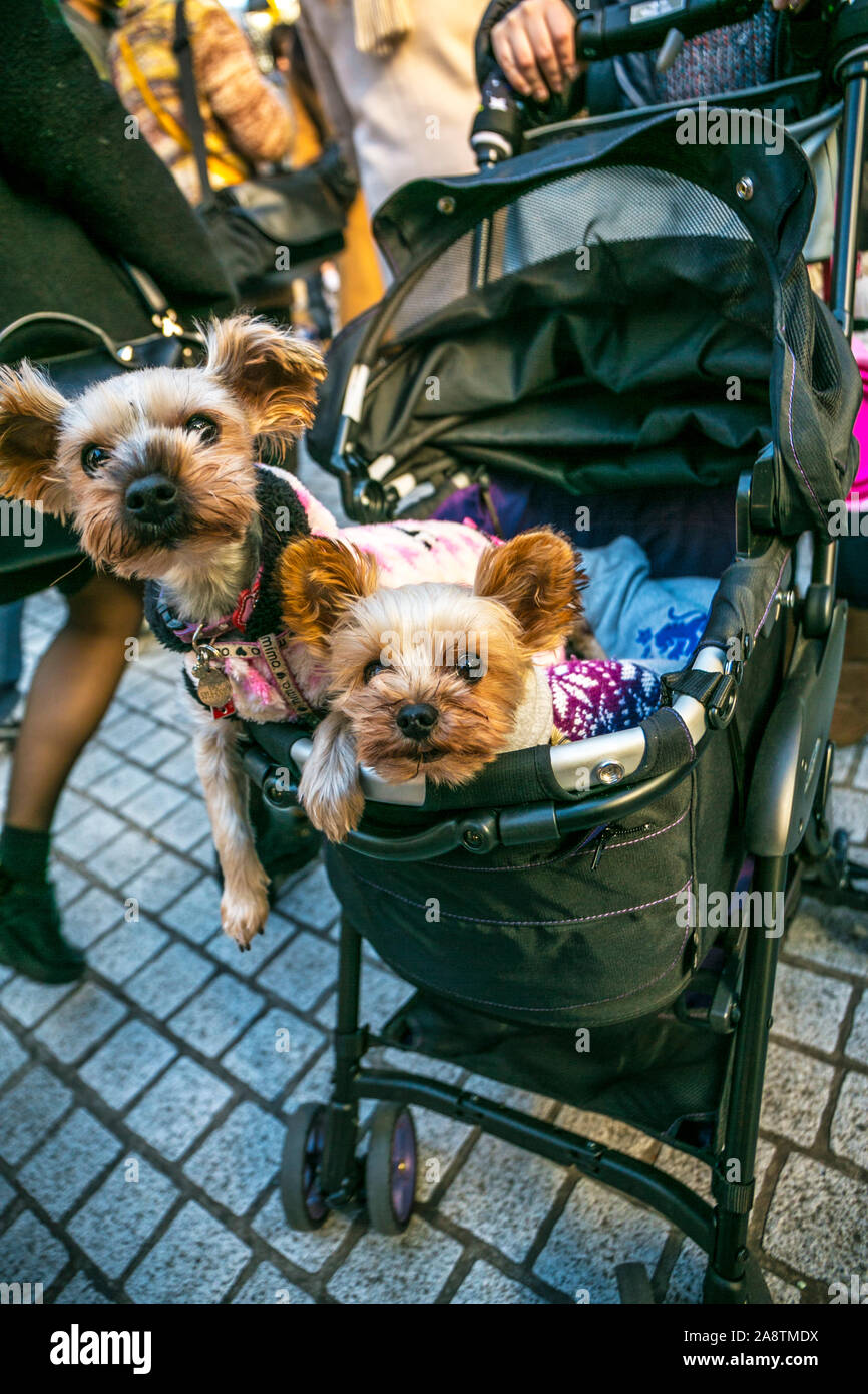 Shibuya, Tokyo, Giappone, Asia Foto Stock