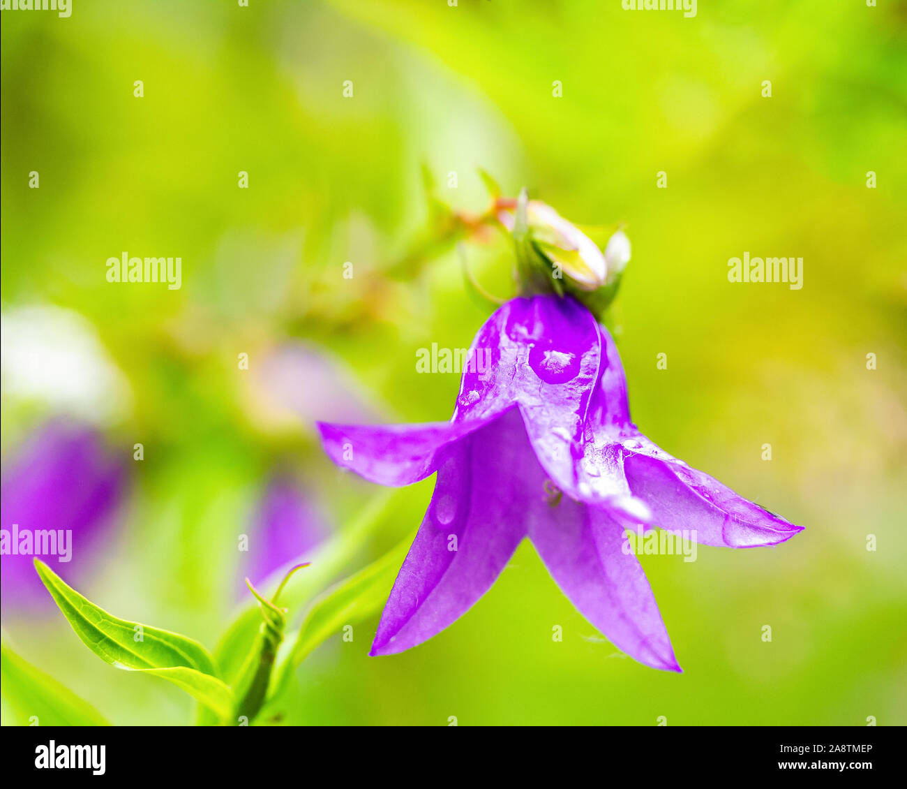 Campanula carpatica, Bluebell flower close-up con gocce di rugiada. Macrophoto. La fauna selvatica il concetto di resilienza Foto Stock