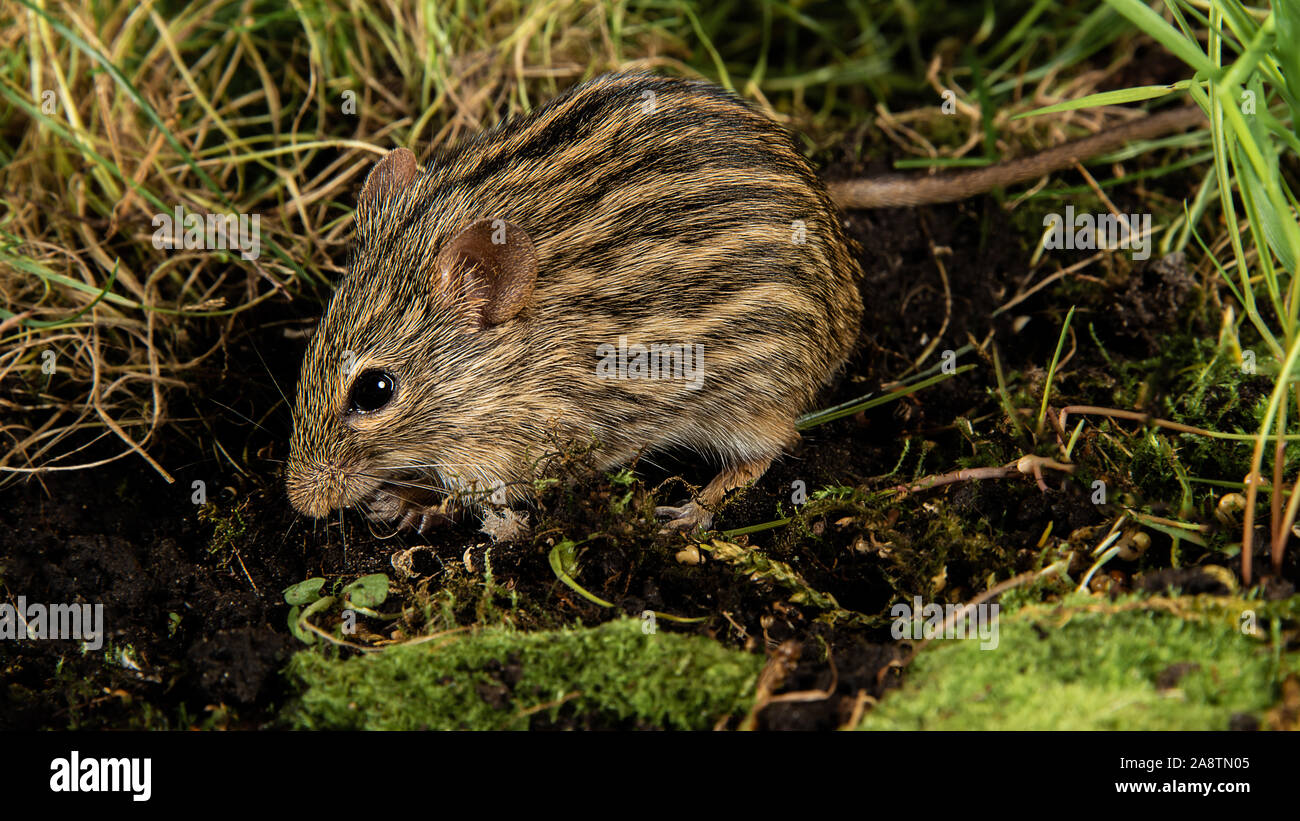 Un close up ritratto di un africano Zebra mouse, Lemniscomys, alla ricerca di cibo. Questo mouse è talvolta noto come erba striped mouse Foto Stock