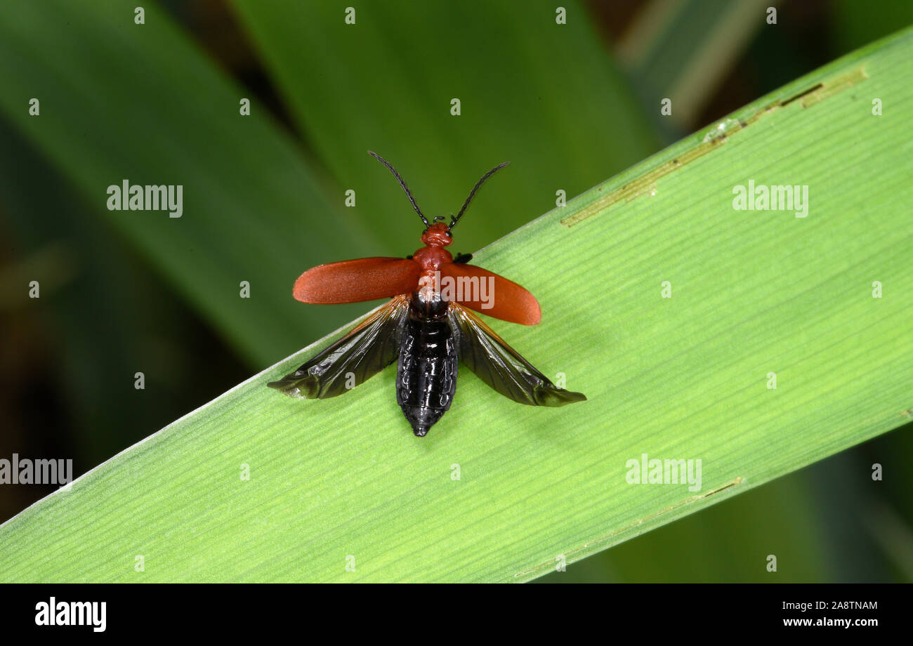 Comune o Red-headed Cardinale Beetle (Pyrochroa serraticornis) con elytra sollevato per mostrare le ali del volo sotto, Wales, Regno Unito, maggio Foto Stock