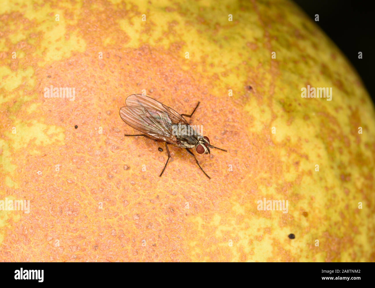 Cluster Fly (Pollenia specie) a riposo sul frutto di pera, Wales, Regno Unito, ottobre Foto Stock