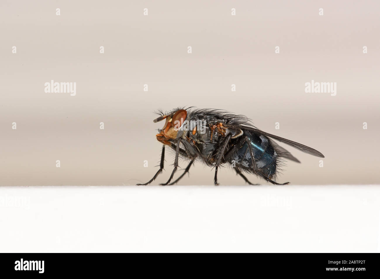 Bluebottle Fly (Calliphora vomitoria) Galles, UK, Agosto Foto Stock