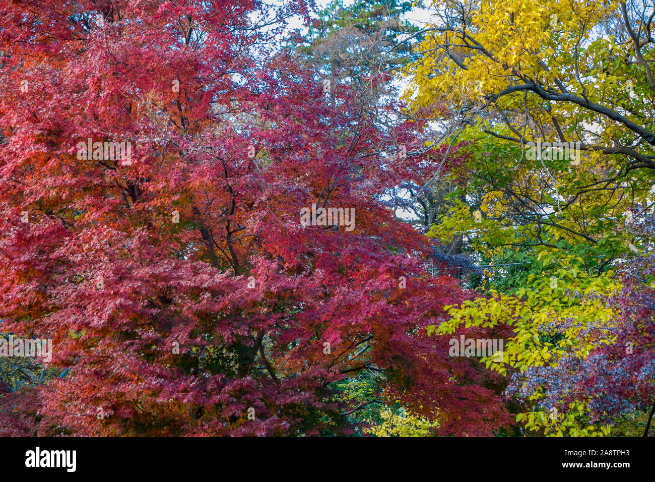 Città Mitaka, regione di Kanto, Tokyo, Japon. Foto Stock