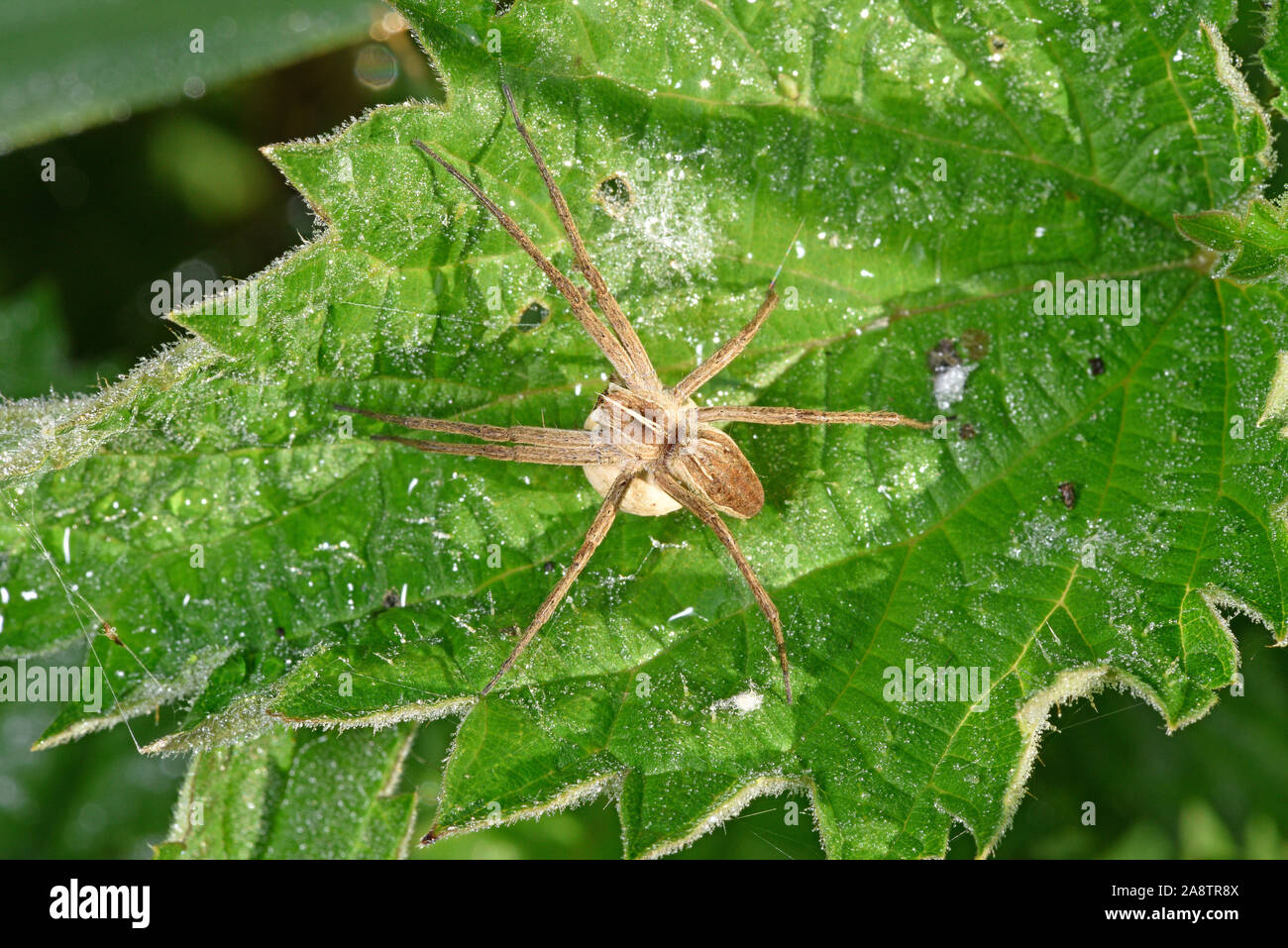 Vivaio Spider Web (Pisaurina mira) femmina adulta con uovo sac, Wales, Regno Unito, maggio Foto Stock