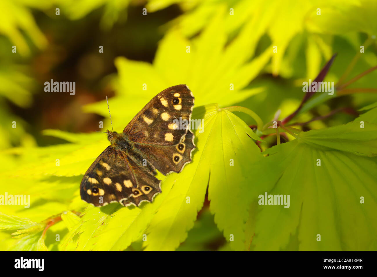 Chiazzato di legno (farfalla Pararge aegeria) appoggiato al sole sulla mia bright green giapponese Acero nel mio giardino a Cardiff, nel Galles del Sud, Regno Unito Foto Stock
