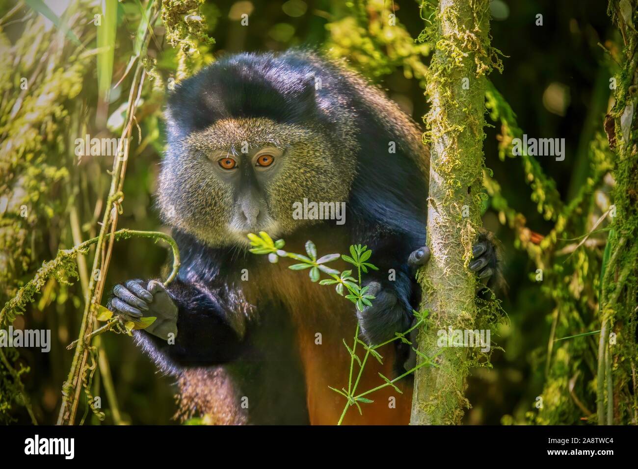 Vista ravvicinata di una selvaggia scimmia dorata (Latino - Cercopithecus kandti), una specie in via di estinzione che vive nel proprio habitat naturale, un bosco di bambù in Ruanda. Foto Stock